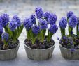 Schöne Gartendeko Selbstgemacht Schön 95 Best Spring Blooms Images