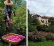 Schöner Garten Bilder Luxus La Signora Delle Rose