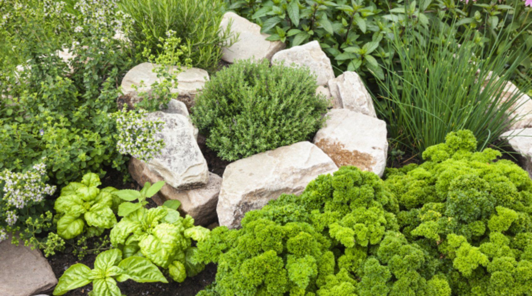 Schrebergarten Gestaltungsideen Elegant Grüner Daumen Die Würze Für Ihren Garten Kräuterbeet