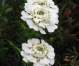 Shop Mein Schoener Garten De Einzigartig Staude Schleifenblume Iberis Sempervirens Zwergschneeflocke Weiße Blüten Im April Im 0 5 Liter topf