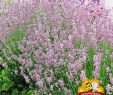 Shop Mein Schoener Garten De Elegant Duft Lavendel "rosa" 3 Pflanzen