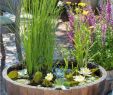 Simple Gartenideen Schön Diy Mini Teich Im topf Und Noch Viele tolle Gartenideen Für