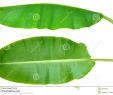 Solar Deko Garten Inspirierend Fresh Banana Leaf isolated Stock Photo Image Of Copy