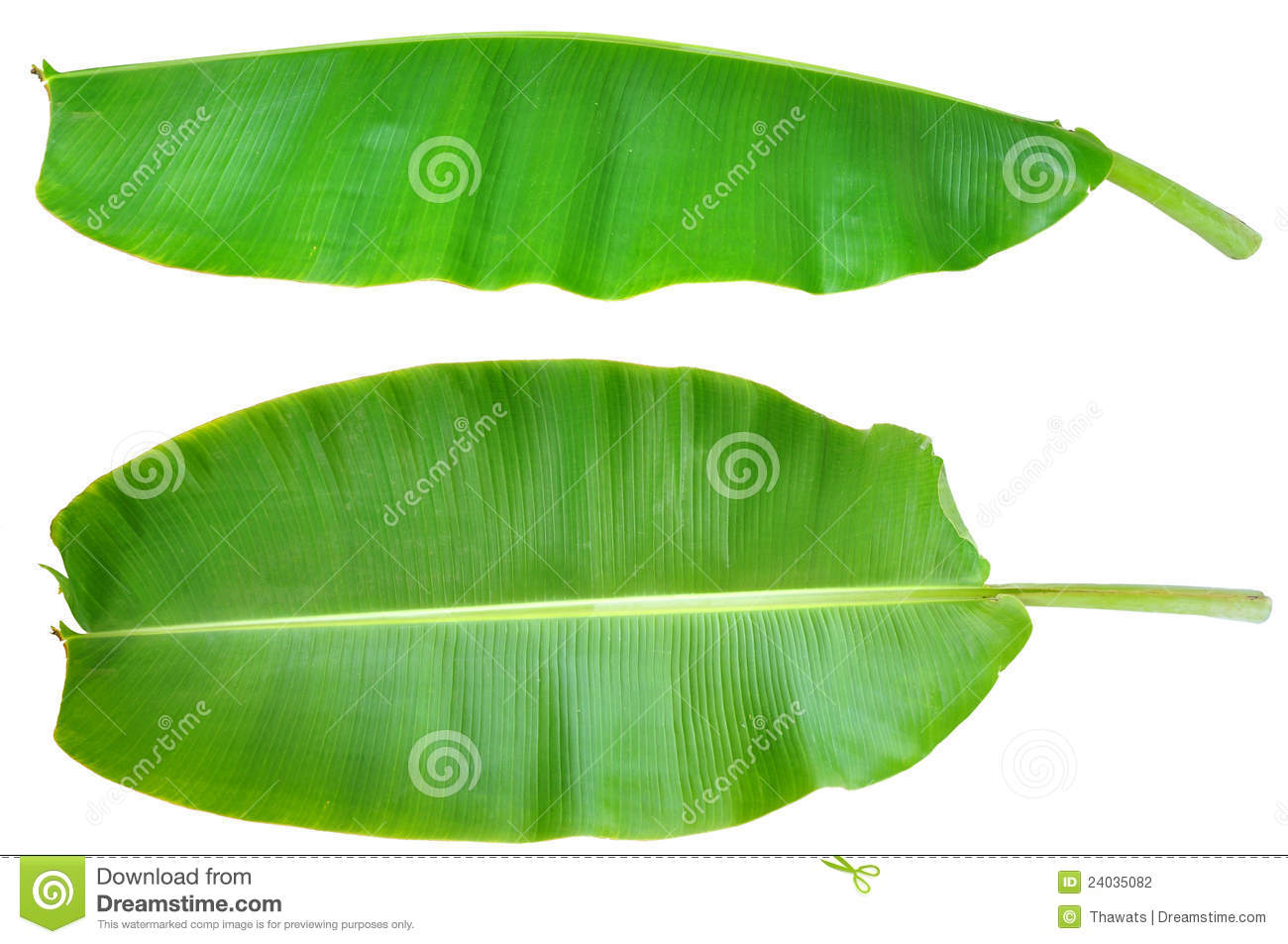 fresh banana leaf isolated