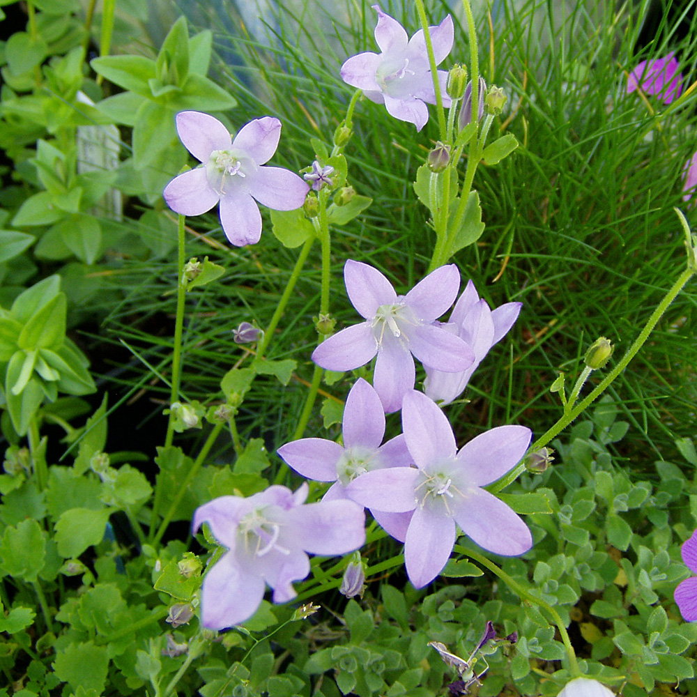 Stauden Garten Schön Teppichglockenblume Campanula Portenschlagiana Diese