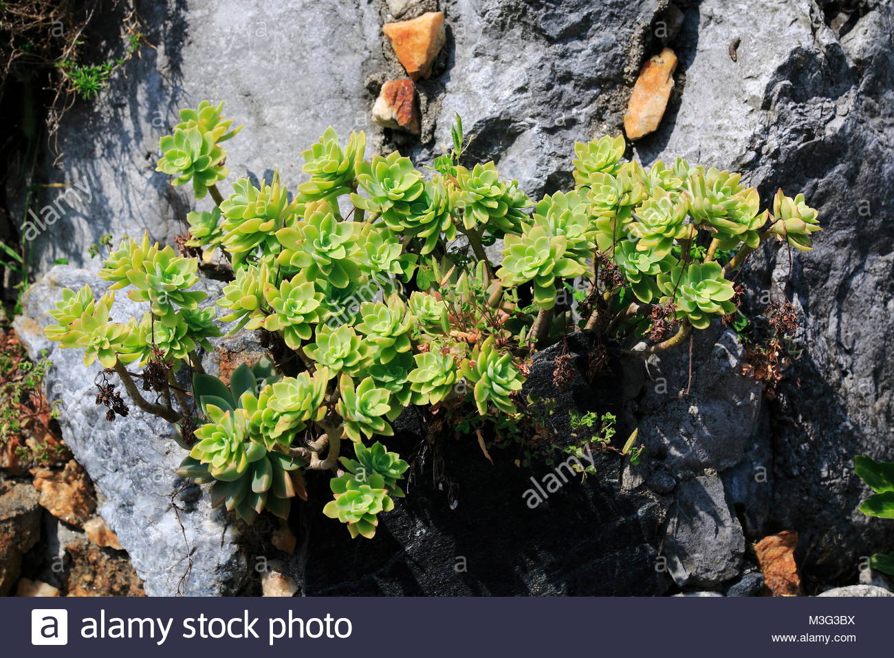 hauswurz dachwurz steinwurz wchs an einem felsen in einem steingarten M3G3BX