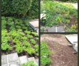 Steingarten Ideen Luxus Gartenbeet Anlegen Beispiele