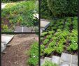 Steingarten Ideen Neu 27 Genial Deko Ideen Mit Steinen Im Garten Inspirierend