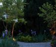 StrÃ¤ucher FÃ¼r Den Garten Elegant Gartenblog Geniesser Garten Licht Im Garten