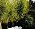 Terrassenbepflanzung Sichtschutz Schön Savjeti Za Terasicu Kako Stvoriti Zelenu Oazu Dobrobiti Na