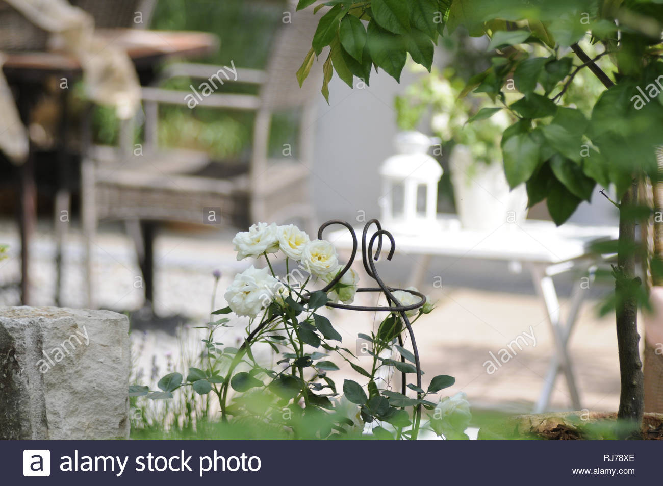terrassendeko in wei und grntnen weie rosen rankgitter im vordergrund rechts ein orangenbumchen navel foyos RJ78XE