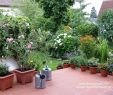 Terrassengestaltung Mit Pflanzen Inspirierend Kübelpflanzen Terrasse