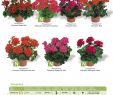 Terrassengestaltung Pflanzen Inspirierend Bongartz Katalog 17 18 Pages 101 148 Text Version