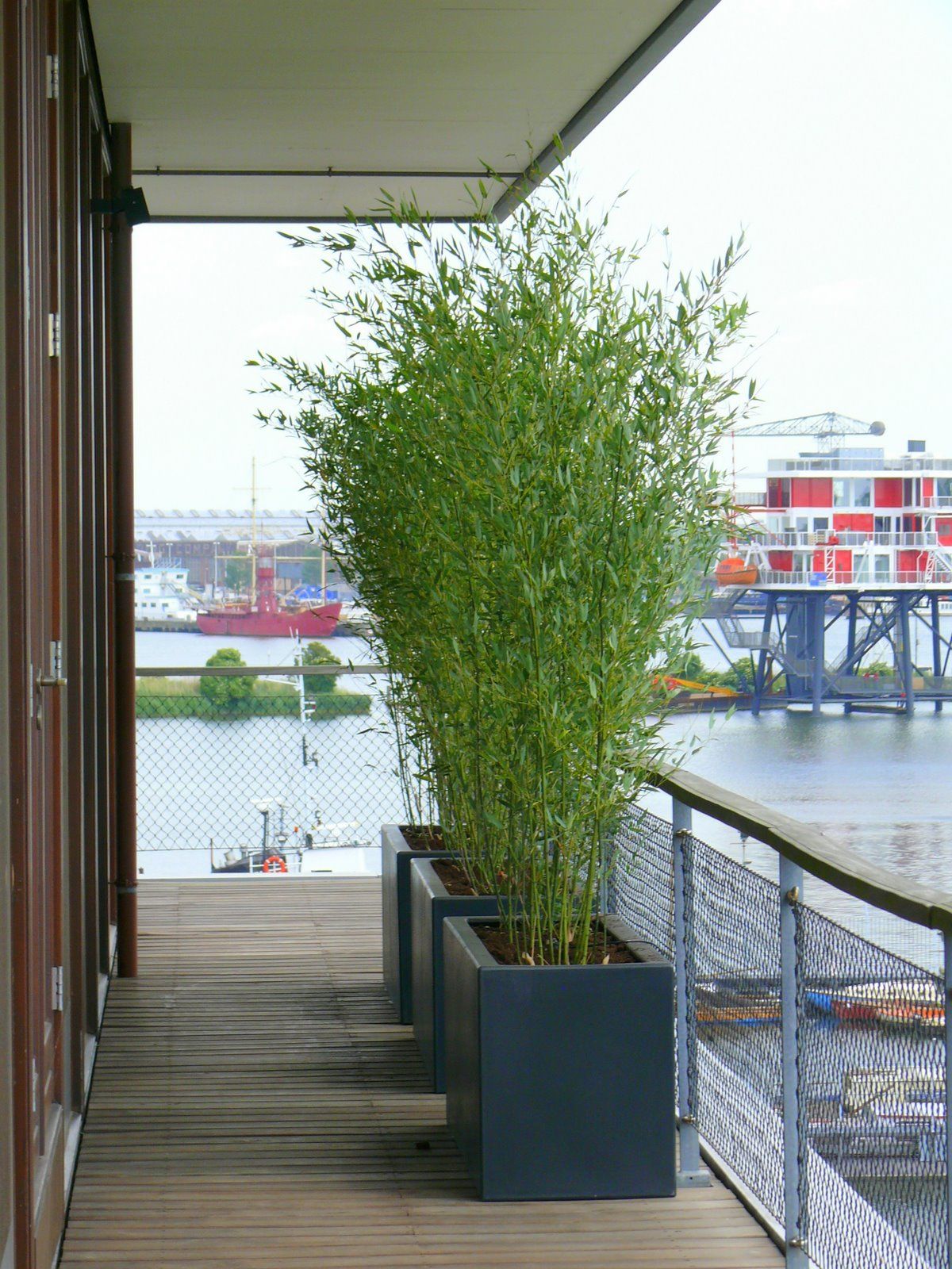 Terrassenpflanzen Ideen Best Of 56 Best Bambusy Na Taras I Balkon Images