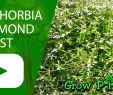 Terrassenpflanzen Ideen Elegant Euphorbia Diamond Frost Grow & Care Grow and Care Great