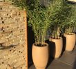 Terrassenpflanzen Ideen Inspirierend 56 Best Bambusy Na Taras I Balkon Images