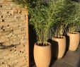 Terrassenpflanzen Ideen Inspirierend 56 Best Bambusy Na Taras I Balkon Images