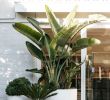 Terrassenpflanzen Ideen Luxus Ein topfhaufen Vergrößert Jeden Kleinen Raum