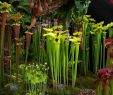 Terrassenpflanzen Ideen Schön A Beautiful Collection Of Carnivorous Plants …