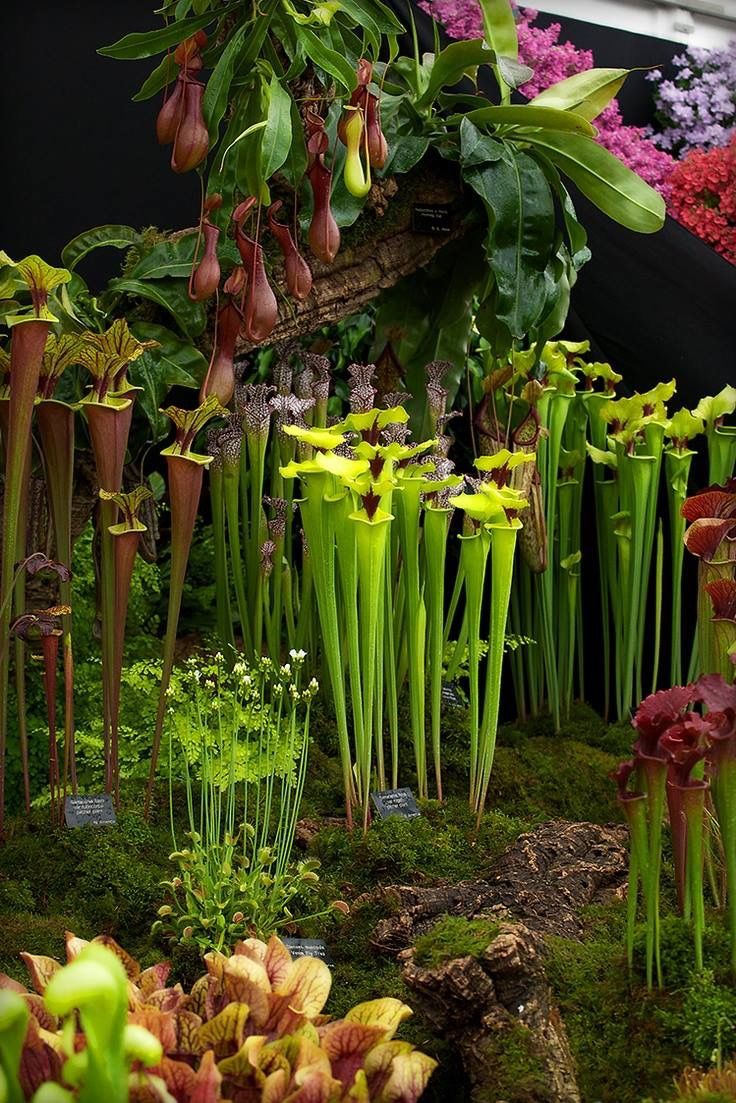 Terrassenpflanzen Ideen Schön A Beautiful Collection Of Carnivorous Plants …