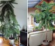 Terrassenpflanzen Ideen Schön Die 10 Besten Indoor Bäume Für Häuser Und Arbeitsplätze