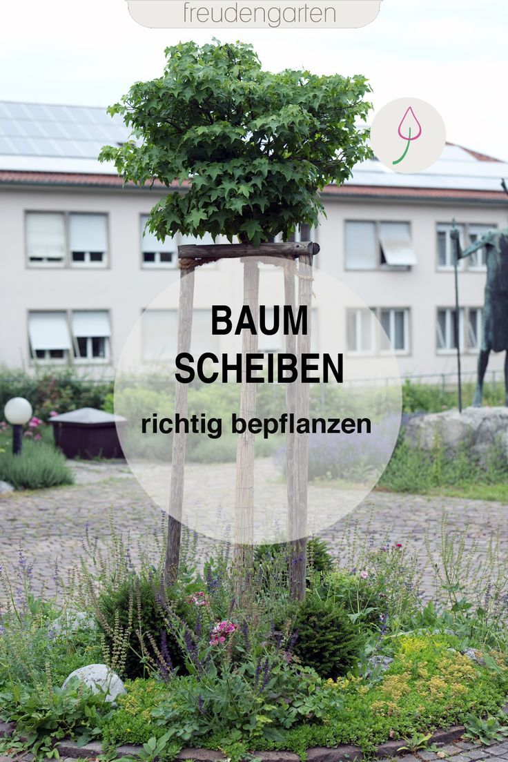 Tipps Gartengestaltung Einzigartig Baumscheiben Bepflanzen Inspiration