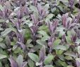 Tipps Gartengestaltung Einzigartig Salbei Purpurascens Salvia Officinalis Purpurascens