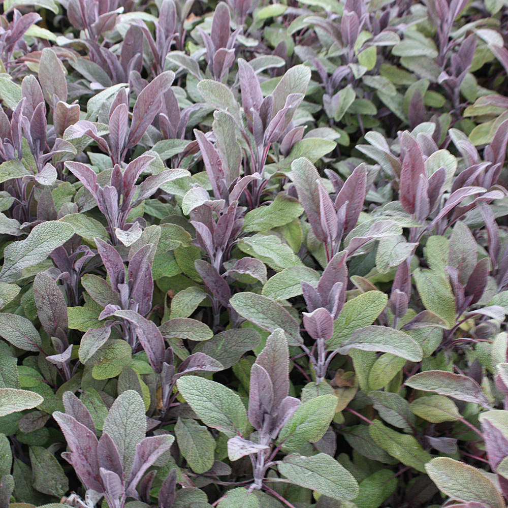 Tipps Zur Gartengestaltung Einzigartig Salbei Purpurascens Salvia Officinalis Purpurascens