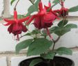 Traumgarten Inspirierend Ben S Ruby Flowers