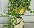 Vintage Garten Ideen Inspirierend the Old Blue Bucket Wel E to My Potting Shed Ivy On An
