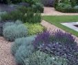 Vorgarten Gestalten Pflegeleicht Neu Beautiful Front Yard Rock Garden Landscaping Ideas 6