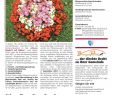 Vorgartengestaltung Bilder Frisch Wiener Neudorf Aktuell Ausgabe 7 Pdf Kostenfreier Download