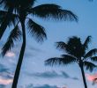 Wanddeko Outdoor Einzigartig Palm Trees In Paradise iPhone X Wallpaper