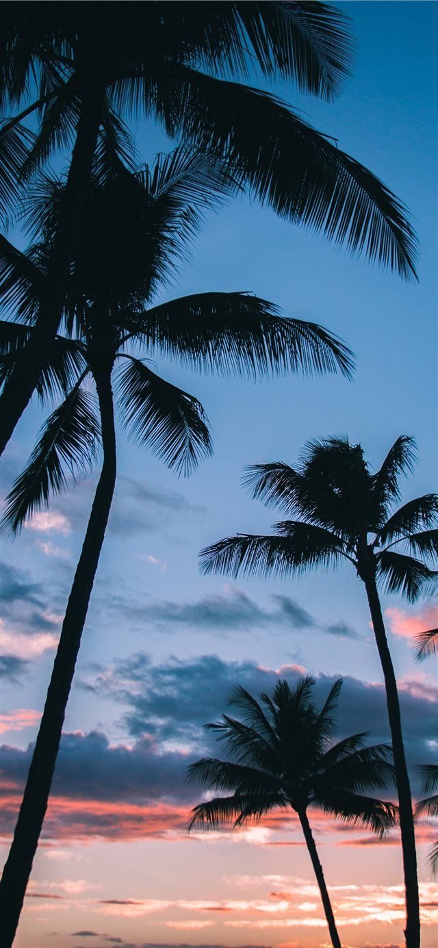 Wanddeko Outdoor Einzigartig Palm Trees In Paradise iPhone X Wallpaper