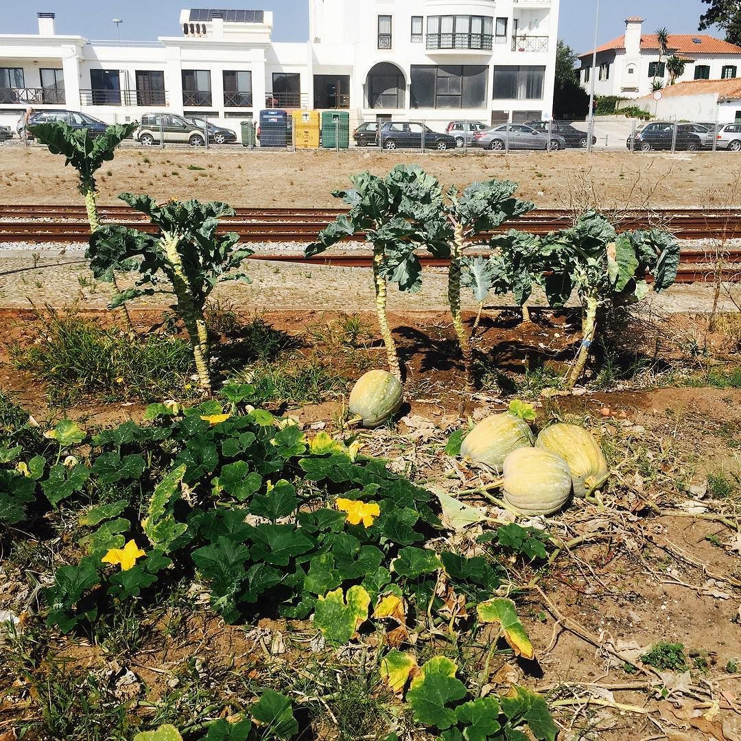 Wie Gestalte Ich Meinen Vorgarten Luxus Bahnlandwirtschaft Portugal Style Am Bahnhof Unseres