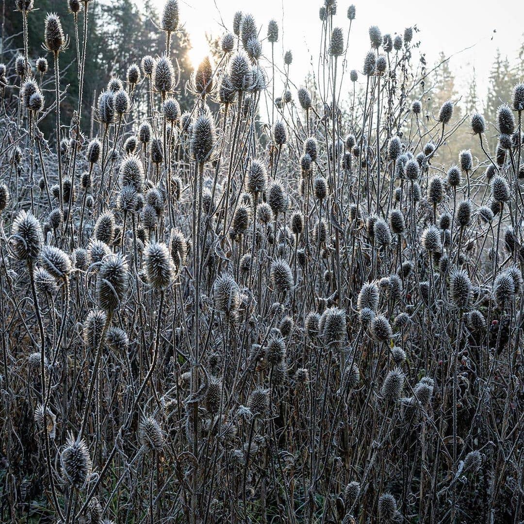Winter Gartendeko Inspirierend Perennialgarden Imágenes Imágenes De Instagram sobre