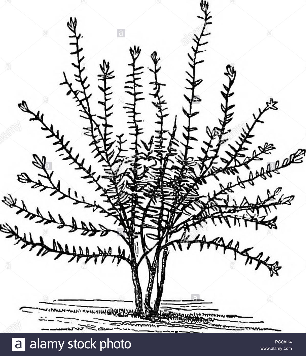 Winterharte Pflanzen FÃ¼r Den Garten Elegant Buchjahr1868 Stockfotos & Buchjahr1868 Bilder Alamy