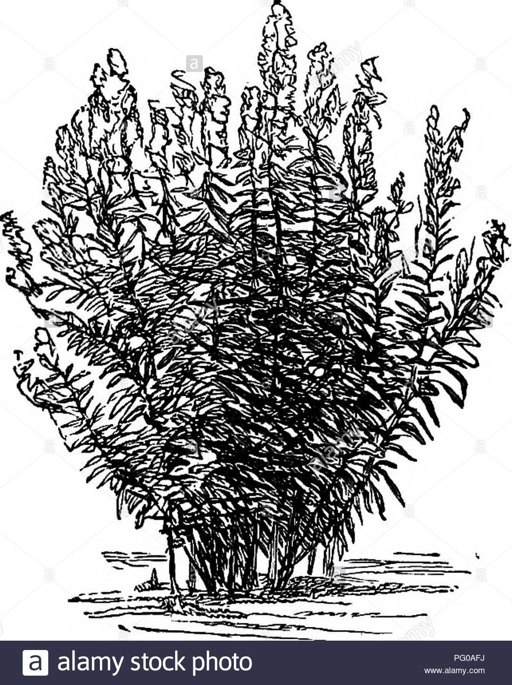 Winterharte Pflanzen FÃ¼r Den Garten Frisch Buchjahr1868 Stockfotos & Buchjahr1868 Bilder Alamy