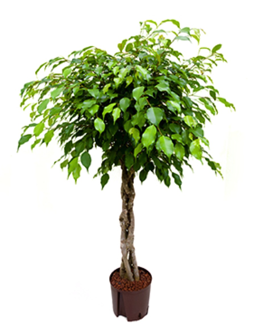 Ficus benjamina 120cm geflochtenem Stamm 1FIBEGS10