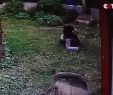 Apotheke Zoologischer Garten Elegant Panda Meng Meng Im Berliner Zoo Bereitet sorgen