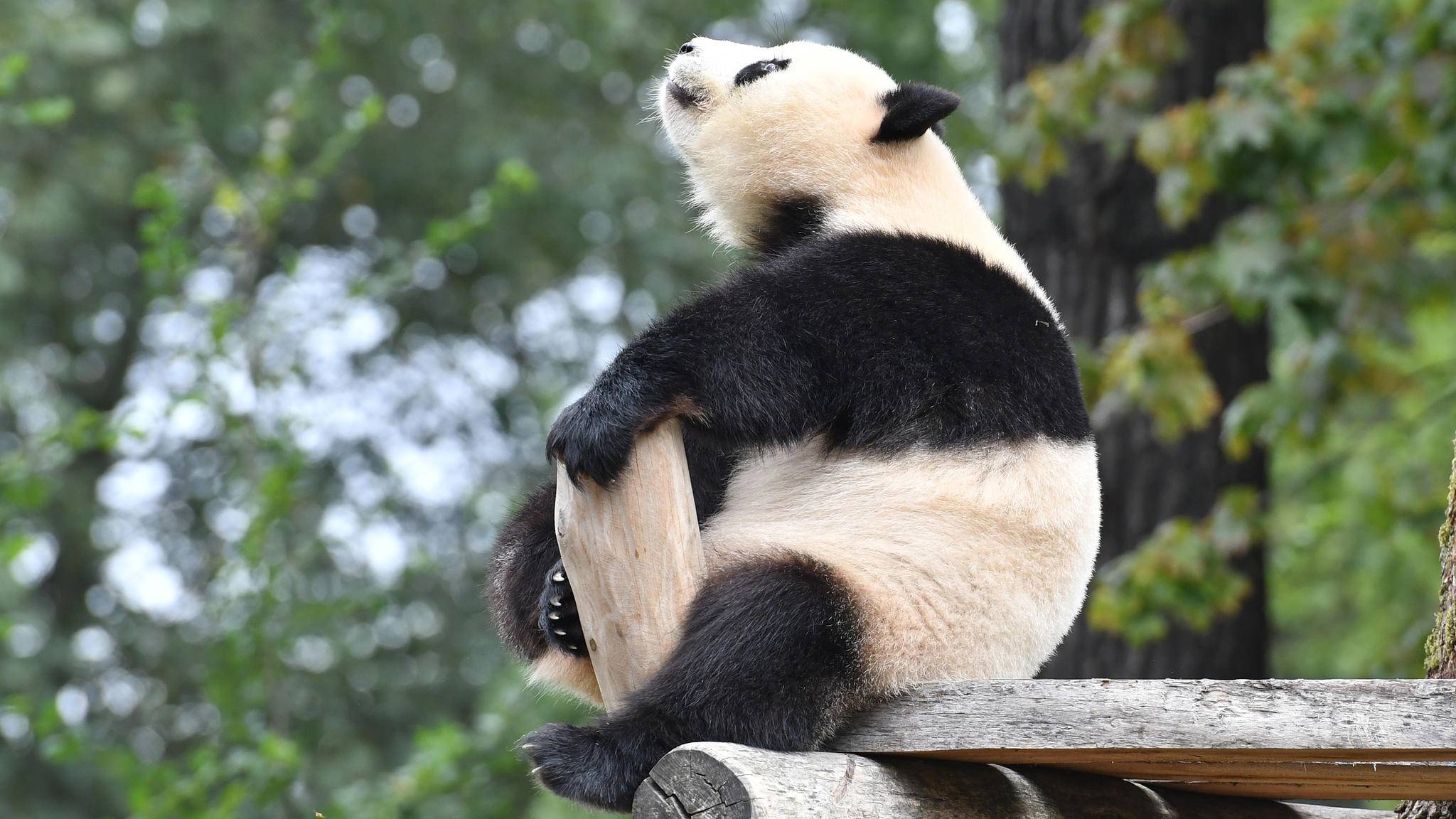 panda meng berliner zoo