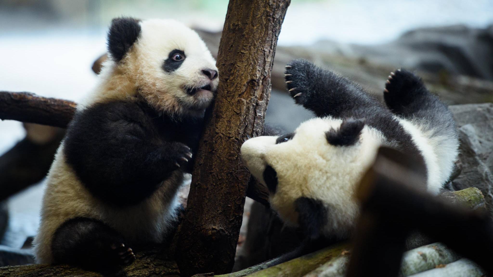 Apotheke Zoologischer Garten Schön Panda Zwillinge Verzücken Den Berliner Zoo "sie Sind Einfach Zu Putzig"