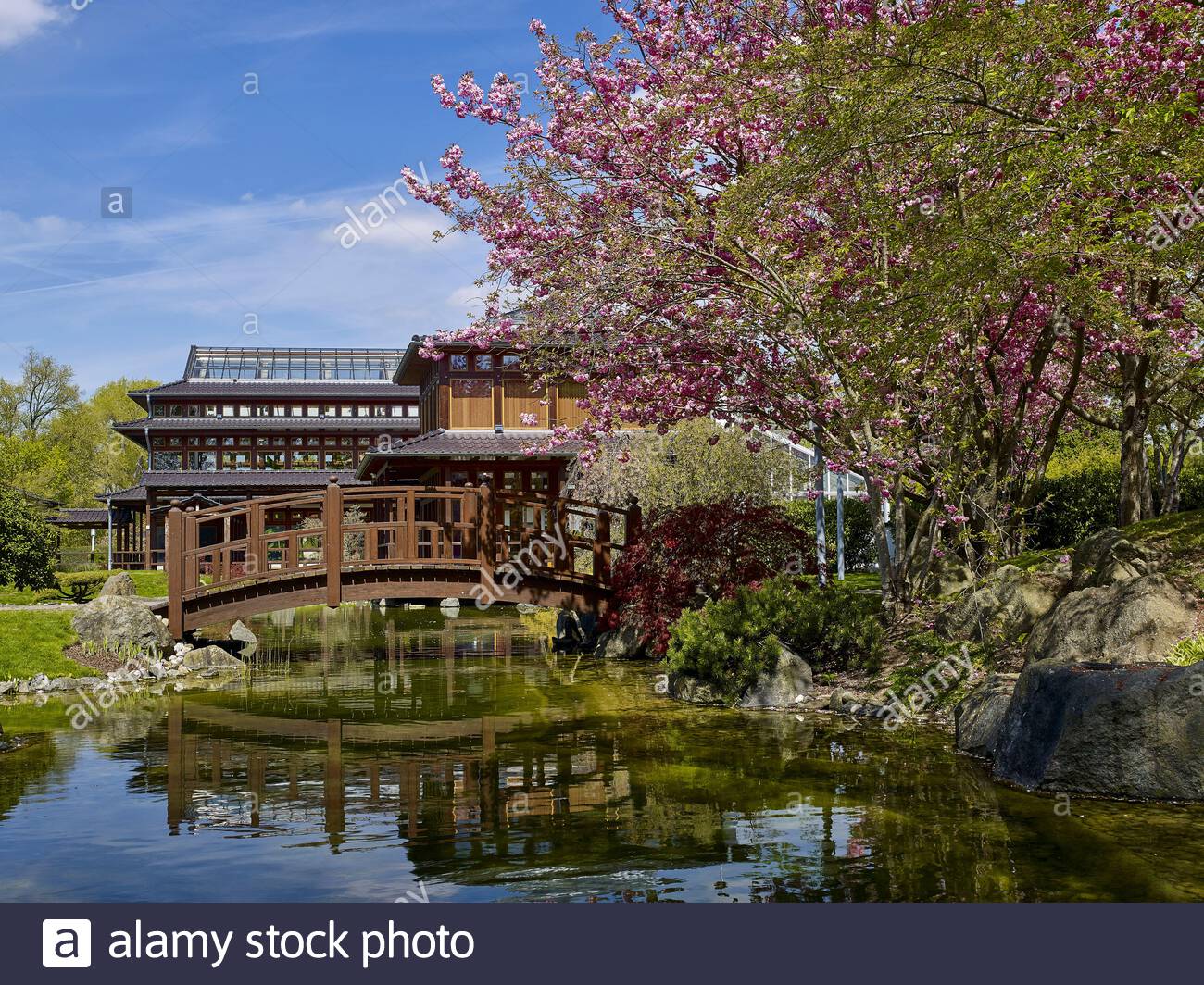 japanese garden in bad langensalzathuringiagermany 2B13YJX