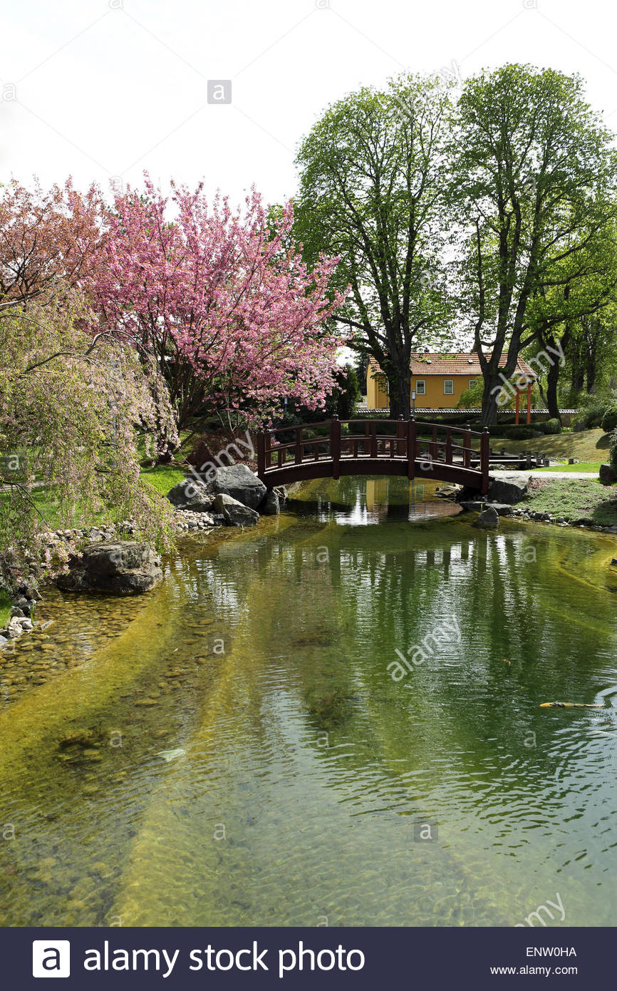 an arched bridge by blossoming cherry trees in the japanese garden ENW0HA