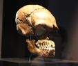 Bahnhof Zoologischer Garten Elegant File Le Moustier Neanderthal Skull Neues Museum Berlin