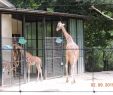 Bahnhof Zoologischer Garten Elegant Zoo Basel 2020 What to Know before You Go with S