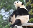Bahnhof Zoologischer Garten Genial Panda Meng Meng Im Berliner Zoo Bereitet sorgen