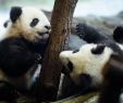 Bahnhof Zoologischer Garten Luxus Panda Zwillinge Verzücken Den Berliner Zoo "sie Sind Einfach Zu Putzig"