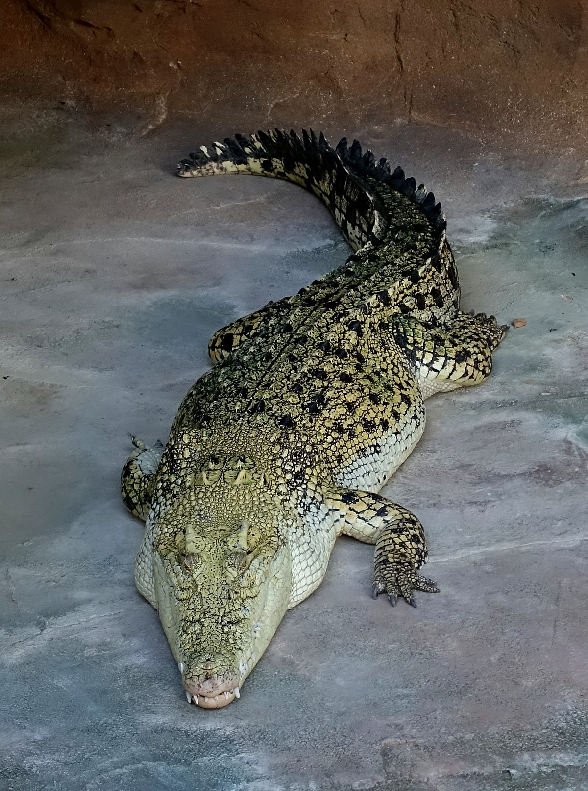 1200px Crocodylus porosus Wilhelma Zoo Stuttgart Germany DSC