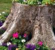 Baumstumpf Garten Dekorieren Inspirierend Pin Von Mediha Tadzic Auf Gartenideen